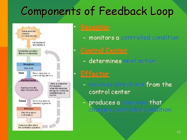 Components of Feedback Loop • Receptor – monitors a controlled condition • Control Center