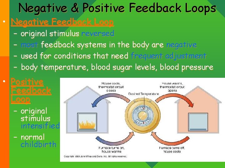 Negative & Positive Feedback Loops • Negative Feedback Loop – – original stimulus reversed