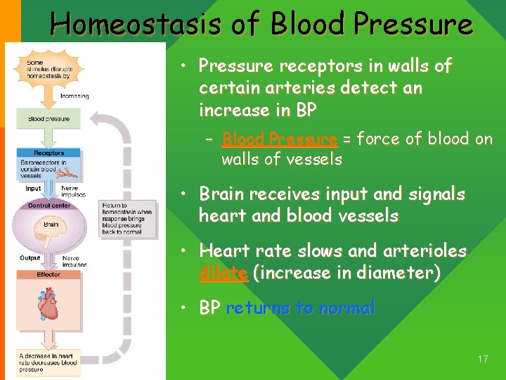 Homeostasis of Blood Pressure • Pressure receptors in walls of certain arteries detect an