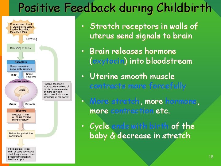 Positive Feedback during Childbirth • Stretch receptors in walls of uterus send signals to