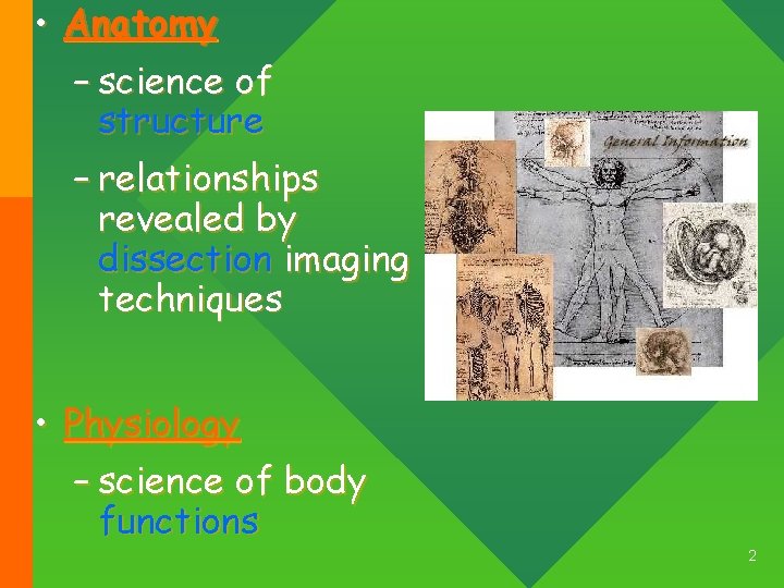  • Anatomy – science of structure – relationships revealed by dissection imaging techniques