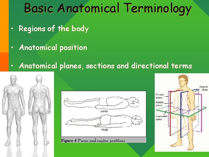 Basic Anatomical Terminology • Regions of the body • Anatomical position • Anatomical planes,