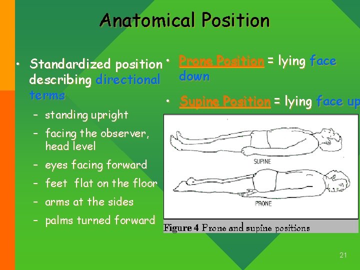 Anatomical Position • Standardized position • describing directional terms • – standing upright Prone