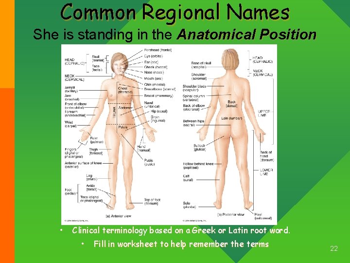 Common Regional Names She is standing in the Anatomical Position • Clinical terminology based