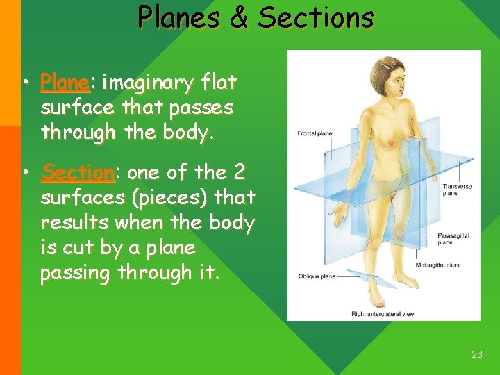 Planes & Sections • Plane: imaginary flat surface that passes through the body. •