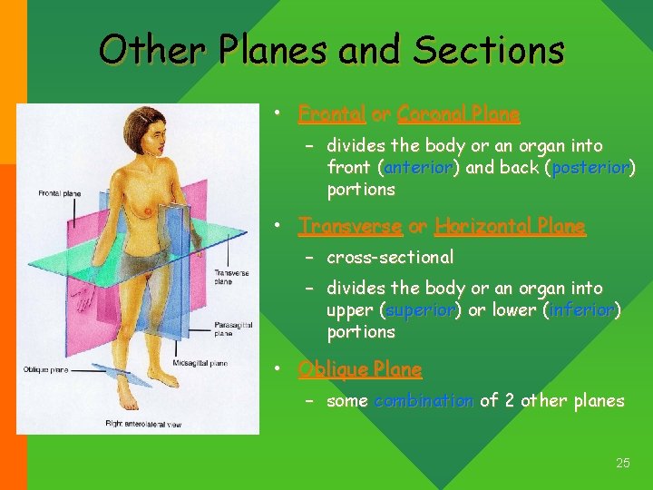Other Planes and Sections • Frontal or Coronal Plane – divides the body or