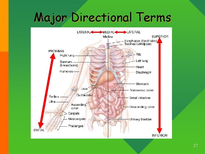 Major Directional Terms 27 