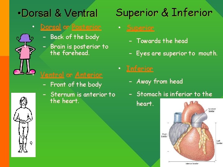  • Dorsal & Ventral • Dorsal or Posterior – Back of the body