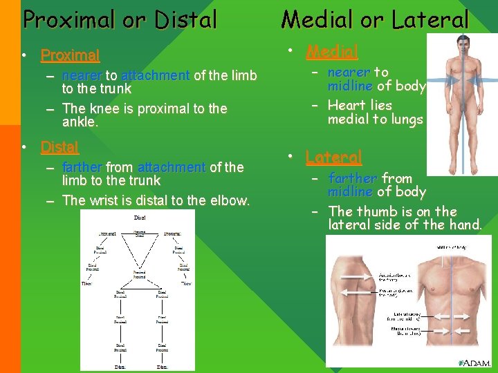 Proximal or Distal • Proximal – nearer to attachment of the limb to the