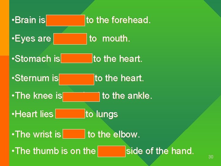  • Brain is posterior to the forehead. • Eyes are superior to mouth.