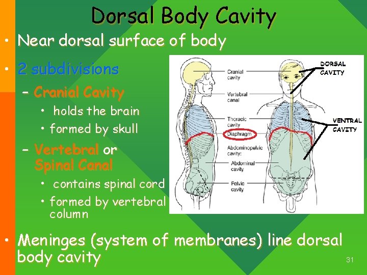Dorsal Body Cavity • Near dorsal surface of body • 2 subdivisions – Cranial