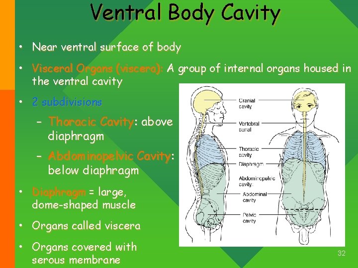 Ventral Body Cavity • Near ventral surface of body • Visceral Organs (viscera): A