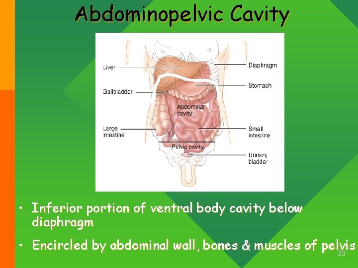 Abdominopelvic Cavity • Inferior portion of ventral body cavity below diaphragm • Encircled by