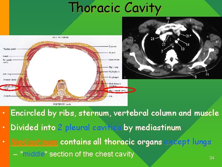 Thoracic Cavity • Encircled by ribs, sternum, vertebral column and muscle • Divided into