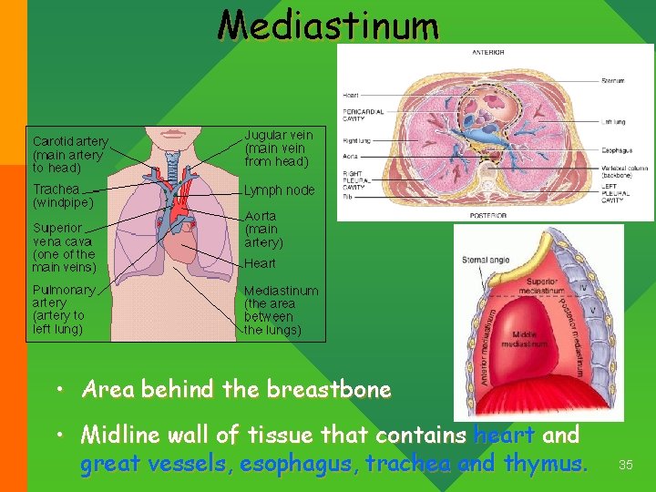 Mediastinum • Area behind the breastbone • Midline wall of tissue that contains heart