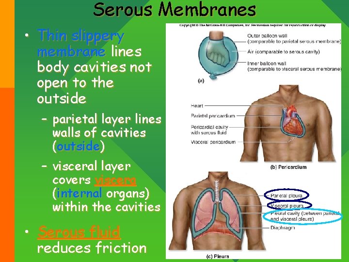 Serous Membranes • Thin slippery membrane lines body cavities not open to the outside