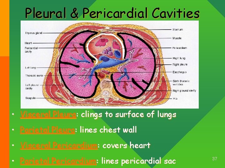 Pleural & Pericardial Cavities • Visceral Pleura: clings to surface of lungs • Parietal