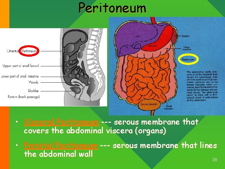 Peritoneum • Visceral Peritoneum --- serous membrane that covers the abdominal viscera (organs) •