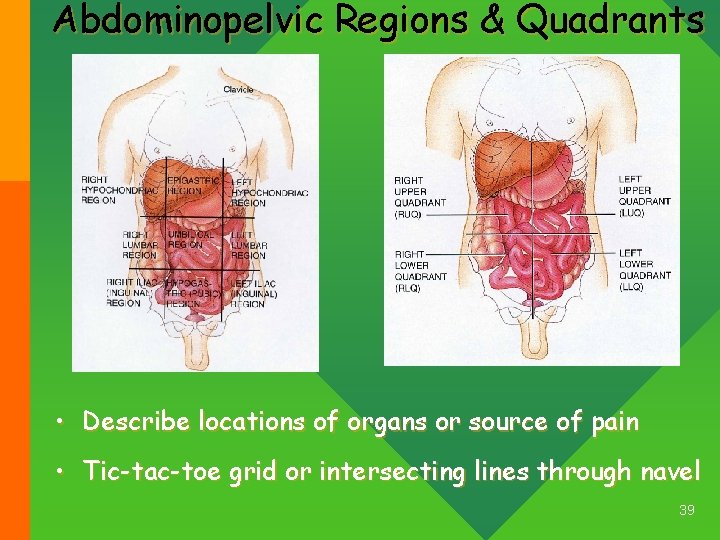 Abdominopelvic Regions & Quadrants • Describe locations of organs or source of pain •