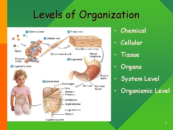 Levels of Organization • Chemical • Cellular • Tissue • Organs • System Level