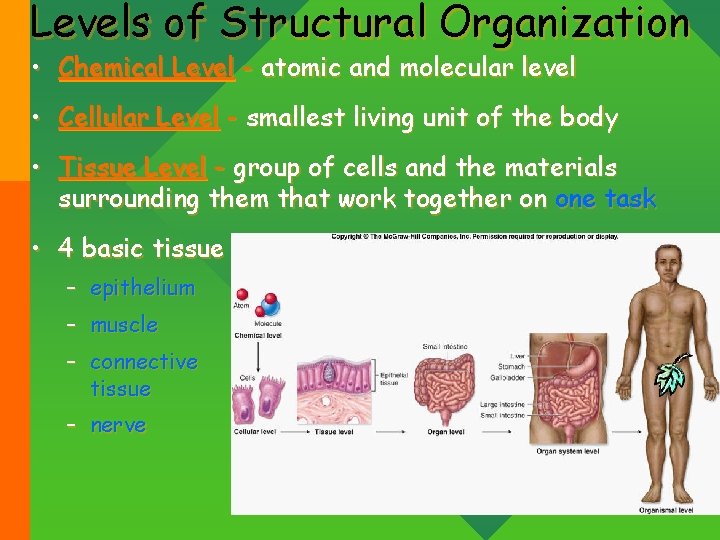 Levels of Structural Organization • Chemical Level - atomic and molecular level • Cellular