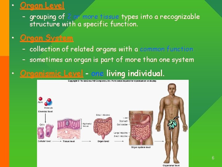  • Organ Level – grouping of 2 or more tissue types into a