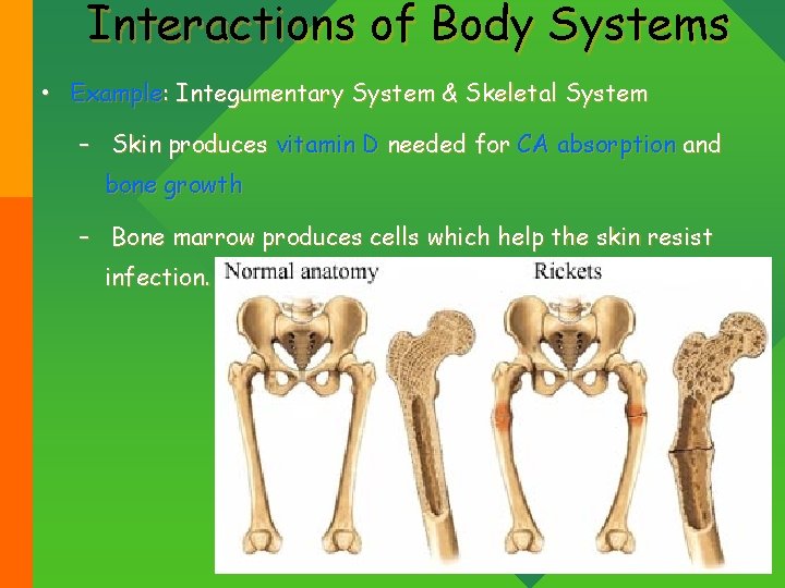 Interactions of Body Systems • Example: Integumentary System & Skeletal System – Skin produces