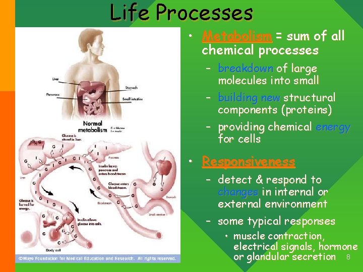 Life Processes • Metabolism = sum of all chemical processes – breakdown of large