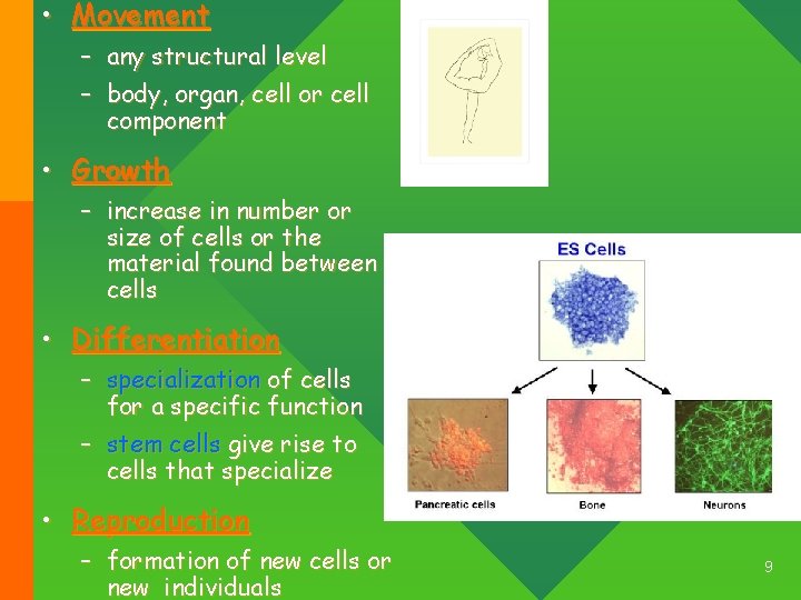  • Movement – any structural level – body, organ, cell or cell component