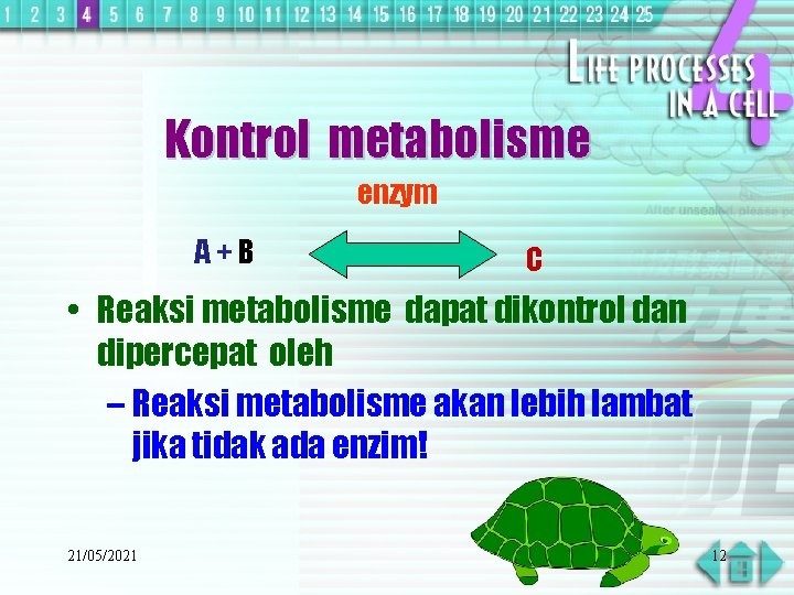 Kontrol metabolisme enzym A+B C • Reaksi metabolisme dapat dikontrol dan dipercepat oleh –