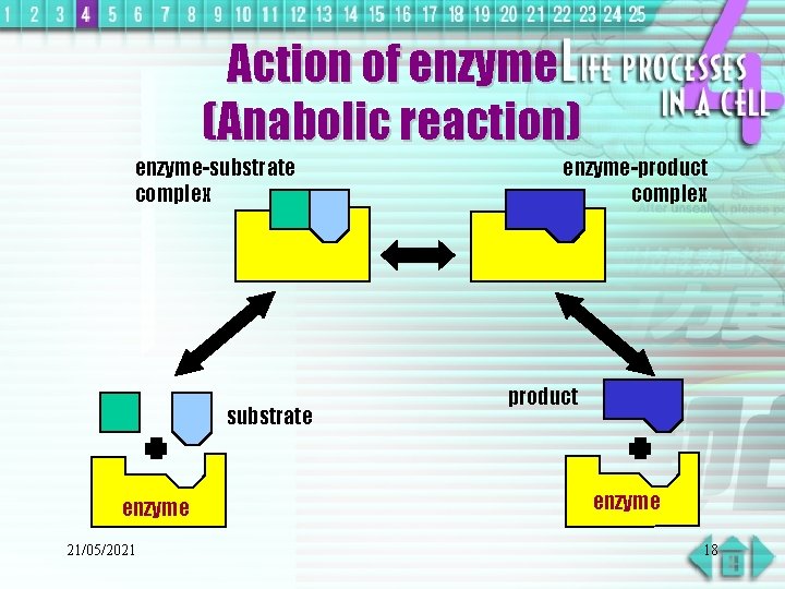 Action of enzyme (Anabolic reaction) enzyme-substrate complex substrate enzyme 21/05/2021 enzyme-product complex product enzyme