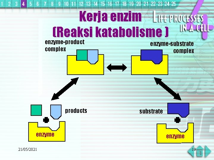 Kerja enzim (Reaksi katabolisme ) enzyme-product complex products enzyme 21/05/2021 enzyme-substrate complex substrate enzyme