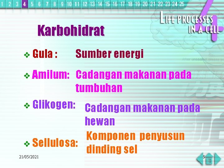 Karbohidrat v Gula : Sumber energi v Amilum: Cadangan makanan pada tumbuhan v Glikogen: