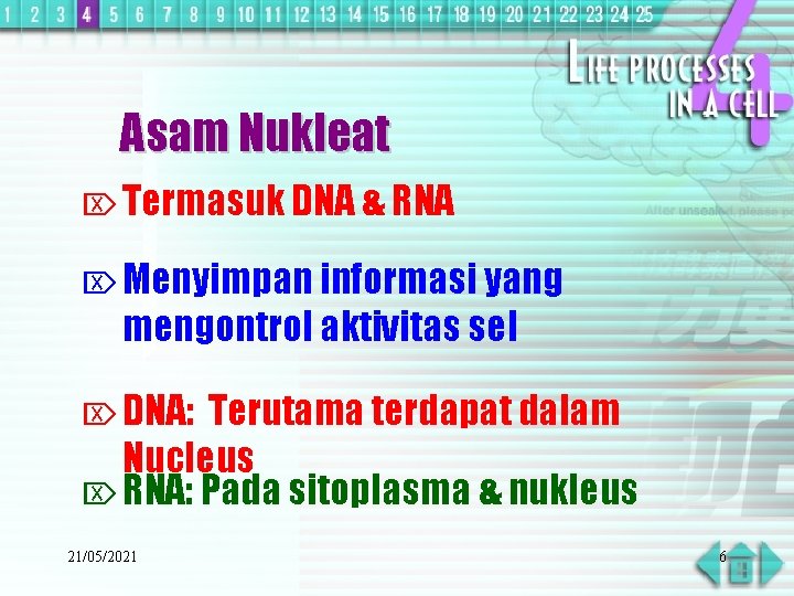 Asam Nukleat Ö Termasuk DNA & RNA Ö Menyimpan informasi yang mengontrol aktivitas sel