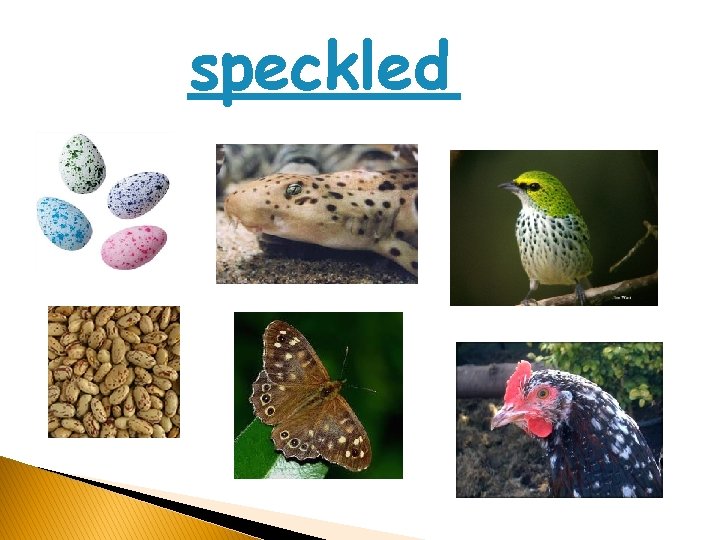 speckled 
