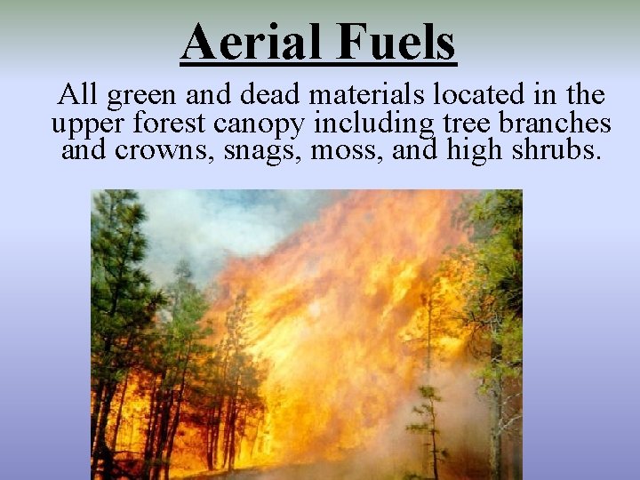 Aerial Fuels All green and dead materials located in the upper forest canopy including