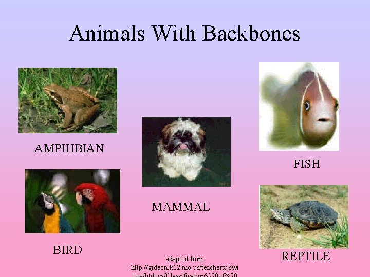 Animals With Backbones AMPHIBIAN FISH MAMMAL BIRD adapted from http: //gideon. k 12. mo.