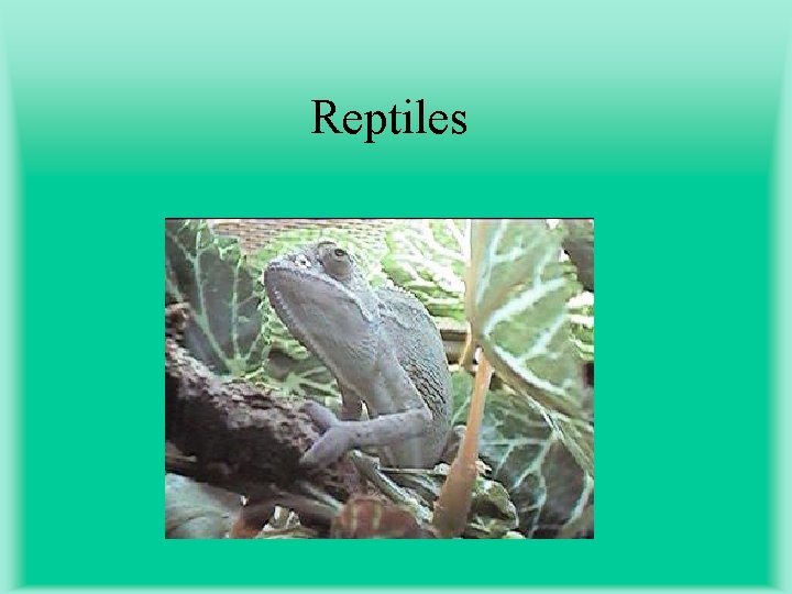 Reptiles 