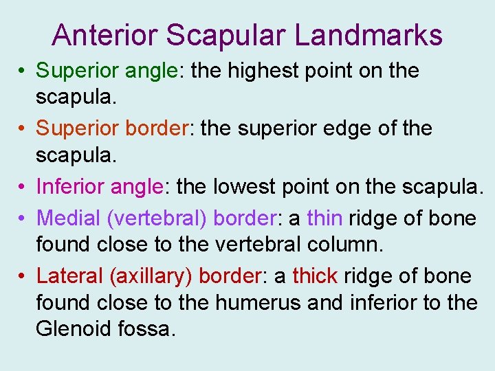 Anterior Scapular Landmarks • Superior angle: the highest point on the scapula. • Superior