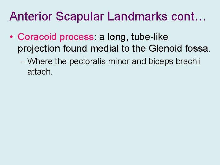 Anterior Scapular Landmarks cont… • Coracoid process: a long, tube-like projection found medial to