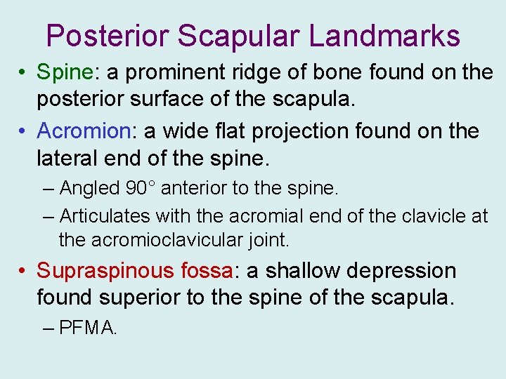 Posterior Scapular Landmarks • Spine: a prominent ridge of bone found on the posterior