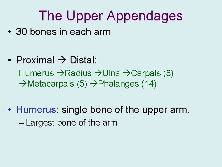 The Upper Appendages • 30 bones in each arm • Proximal Distal: Humerus Radius