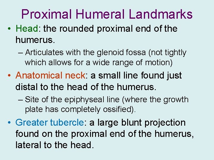Proximal Humeral Landmarks • Head: the rounded proximal end of the humerus. – Articulates