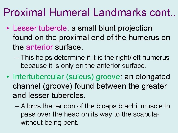 Proximal Humeral Landmarks cont. . • Lesser tubercle: a small blunt projection found on