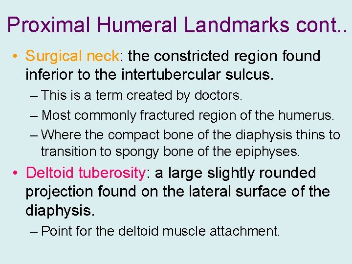 Proximal Humeral Landmarks cont. . • Surgical neck: the constricted region found inferior to