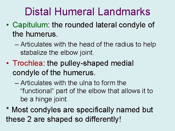 Distal Humeral Landmarks • Capitulum: the rounded lateral condyle of the humerus. – Articulates
