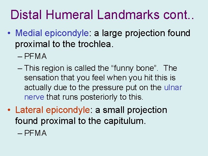 Distal Humeral Landmarks cont. . • Medial epicondyle: a large projection found proximal to