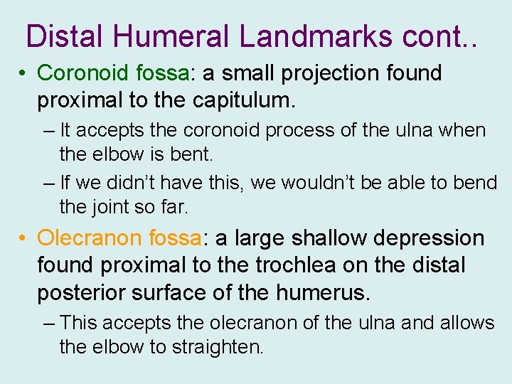 Distal Humeral Landmarks cont. . • Coronoid fossa: a small projection found proximal to