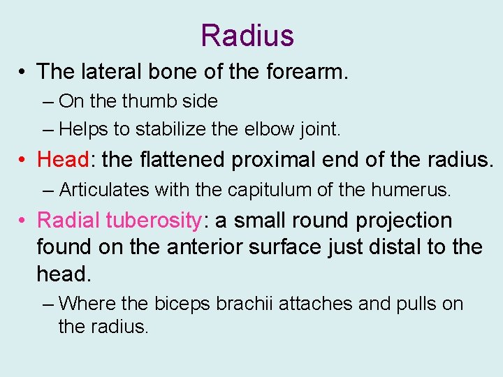 Radius • The lateral bone of the forearm. – On the thumb side –