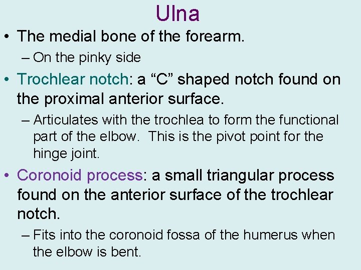 Ulna • The medial bone of the forearm. – On the pinky side •